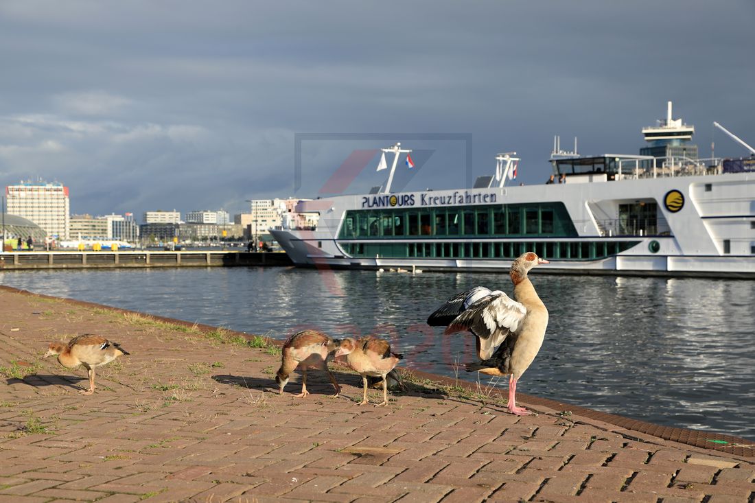 Ägyptische Gänse und Lady Diletta Amsterdam Ägyptische Gänse und Lady Diletta Amsterdam