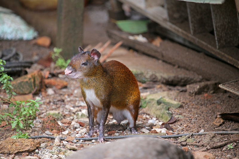 Aguti auf der Ile Royale am 19.01.2015