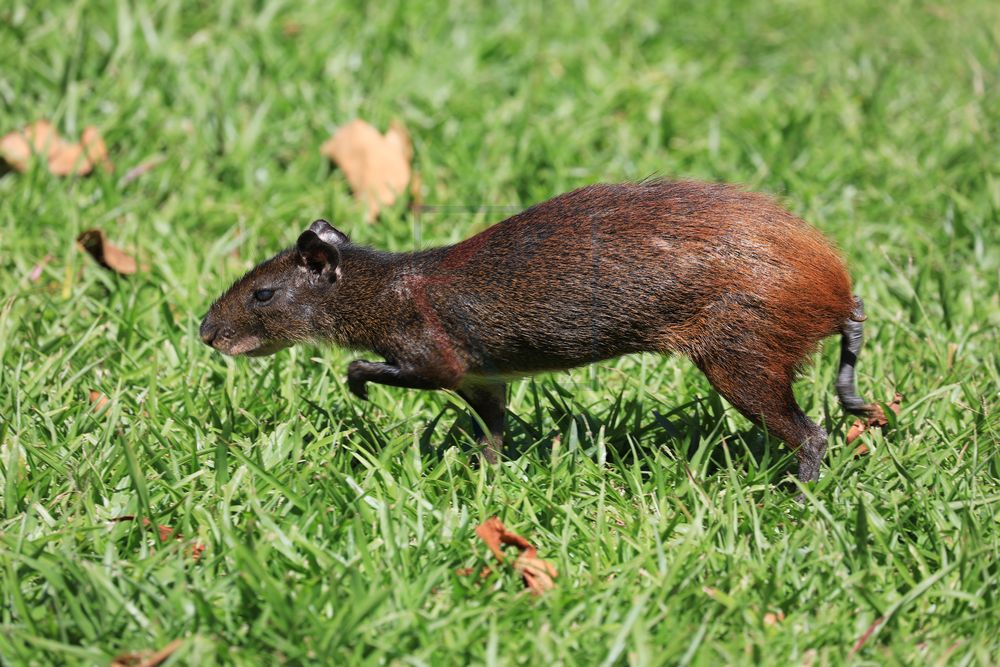Aguti auf Ile Royale, Französisch Guyana Aguti auf Ile Royale, Französisch Guyana