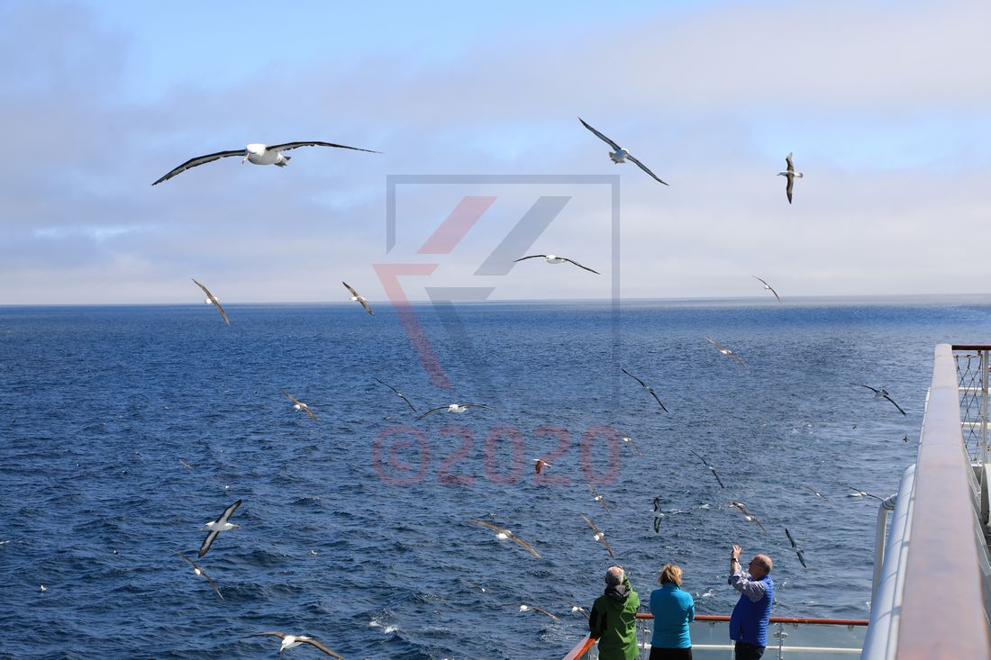 Albatrosse und Sturmvögel bei den Falklandinseln
