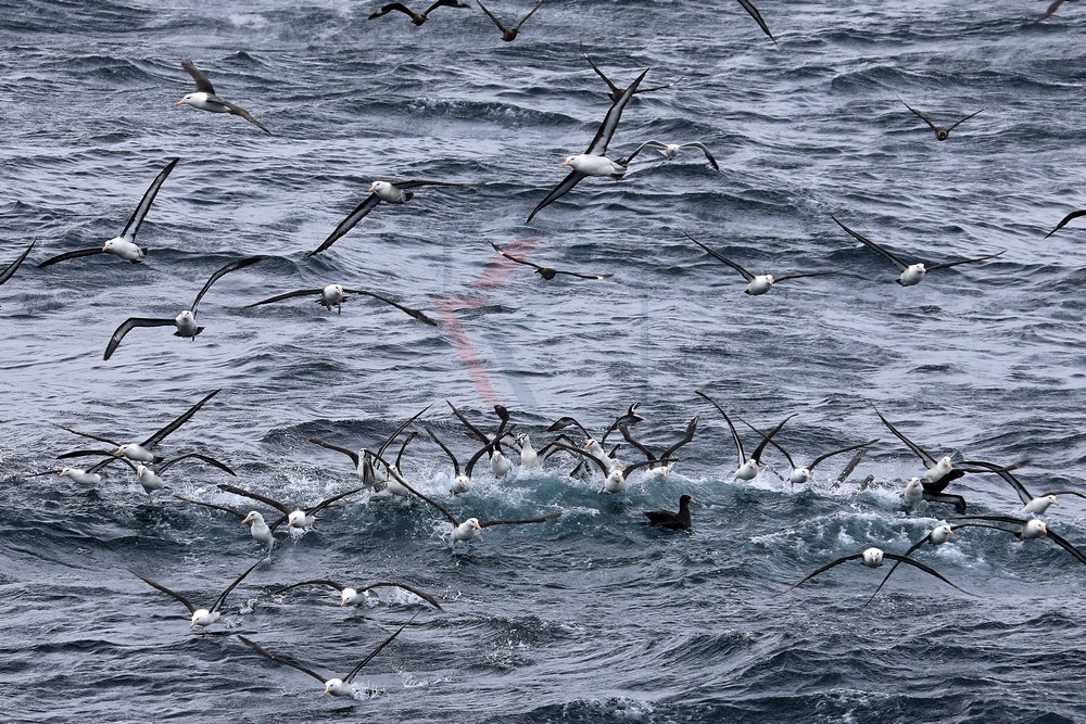 Albatrosse vor Kap Hoorn, Isla Hornos Albatrosse vor Kap Hoorn, Isla Hornos