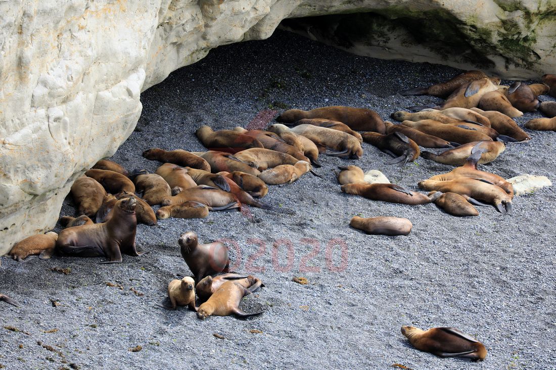 Ausflug zur Seelöwenkolonie Punta Loma, Puerto Madryn