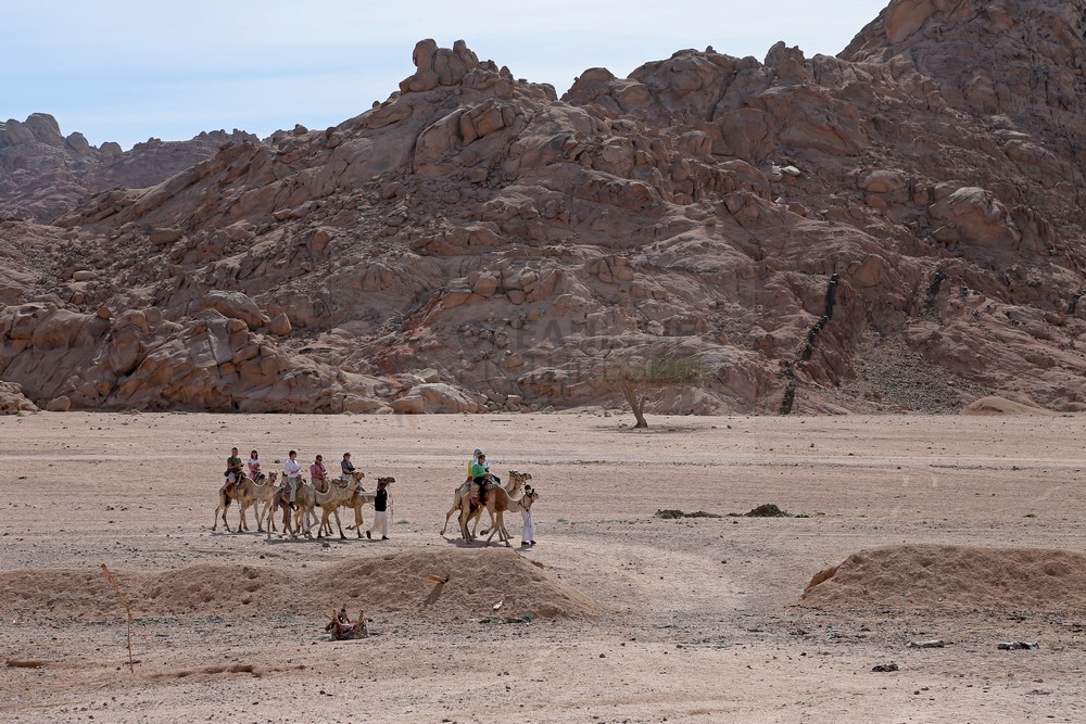 Ausritt auf Dromedaren in der Wüste Ausritt auf Dromedaren in der Wüste