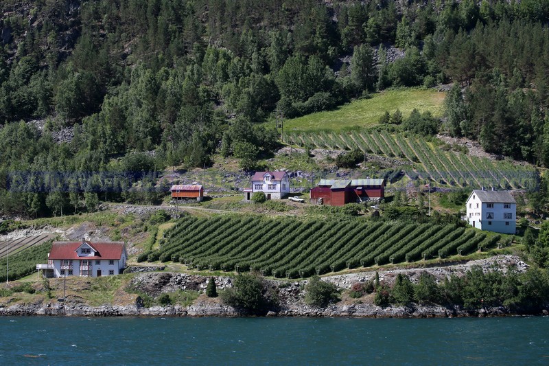 Bauernhäuser und Felder im Sognefjord Bauernhäuser und Felder im Sognefjord