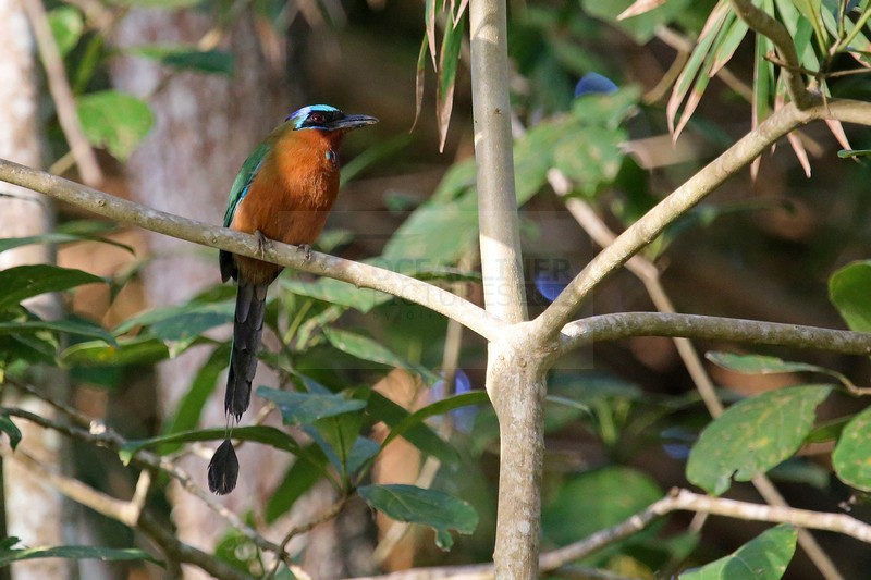Blauscheitel Motmot auf Tobago 24.01.2015