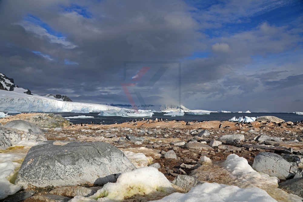 Blick über Kolonie Eselspinguine und die Bucht von Cuverville Island, Antarktis Blick über Kolonie Eselspinguine und die Bucht von Cuverville Island, Antarktis