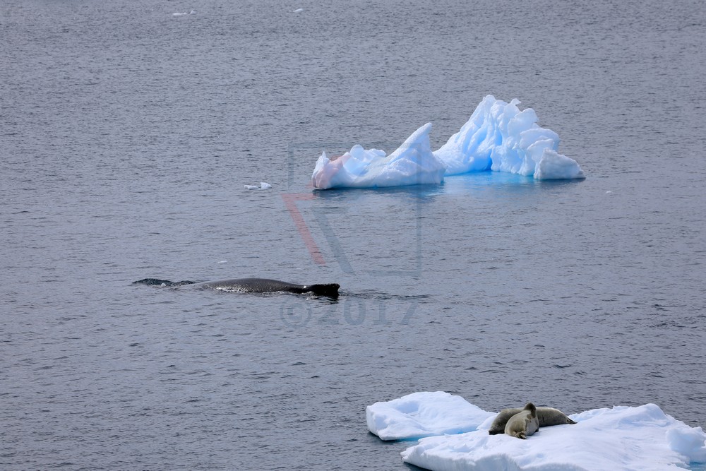 Buckelwal und Krabbenfresser in der Gerlache-Strasse, Antarktis