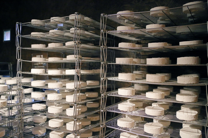 Camembert bei der Herstellung im Dorf Camembert in der Normandie