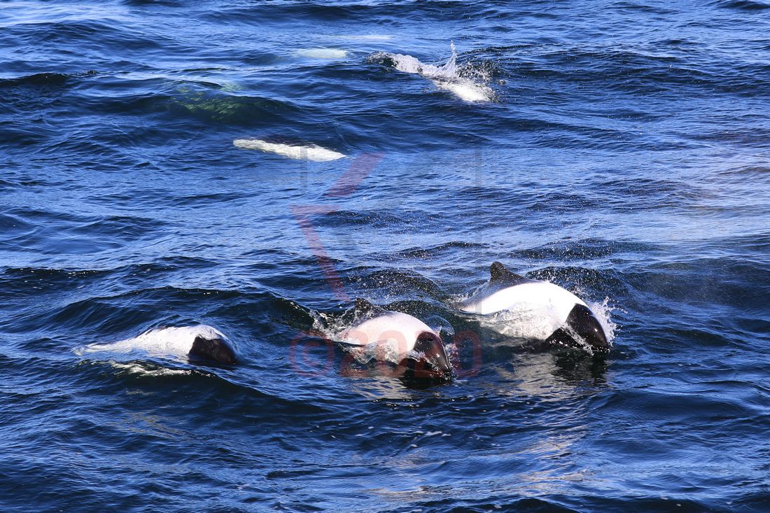 Commerson-Delphine vor Punta Arenas, Chile