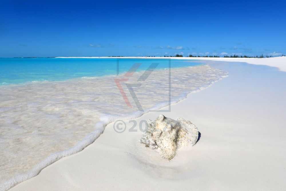 Conch Muschel Cayo Largo, Kuba