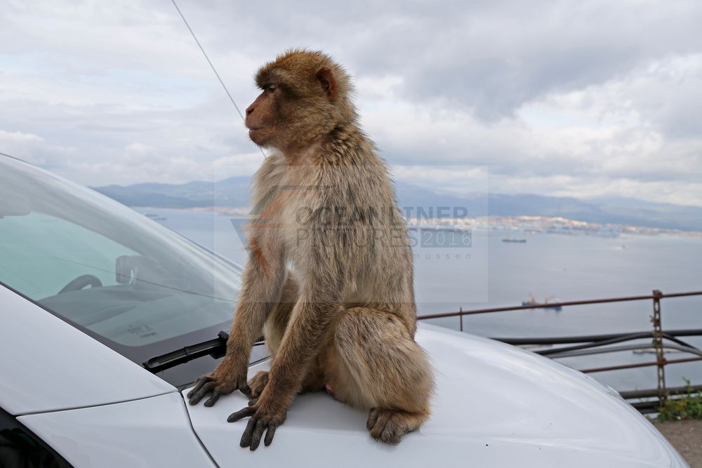 einer der Affen von Gibraltar auf PKW