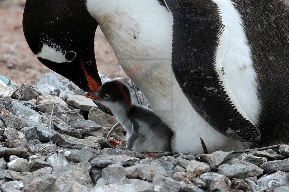 Eselspinguin mit Jungtier Neko Harbor, Antarktis