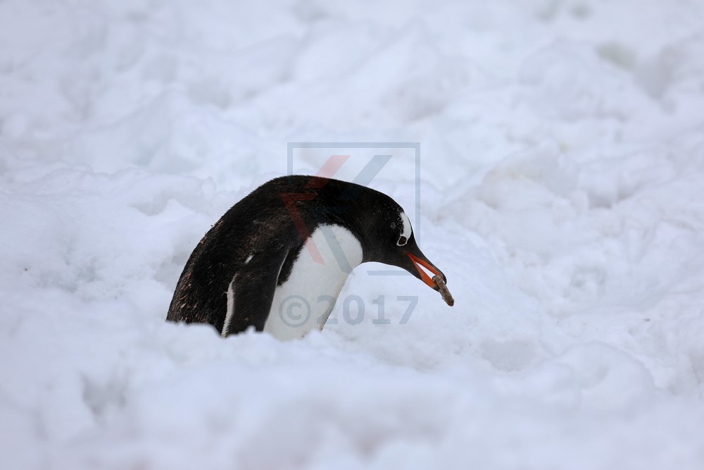 Eselspinguin mit Stein, Neko Harbor, Antarktis