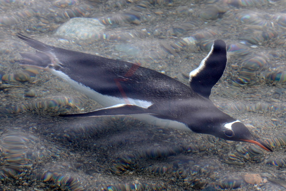 Eselspinguin unter Wasser Neko Harbor