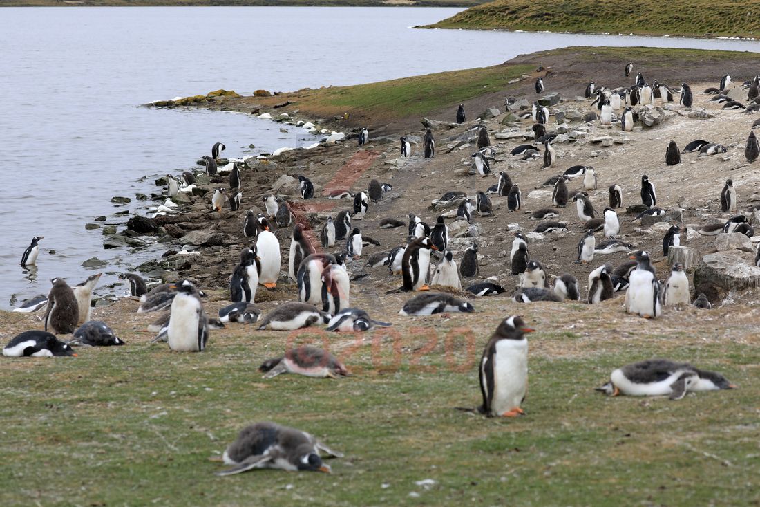Eselspinguine, Gentoo Penguin, Bluff Cove Lagoon, Falkland Inseln