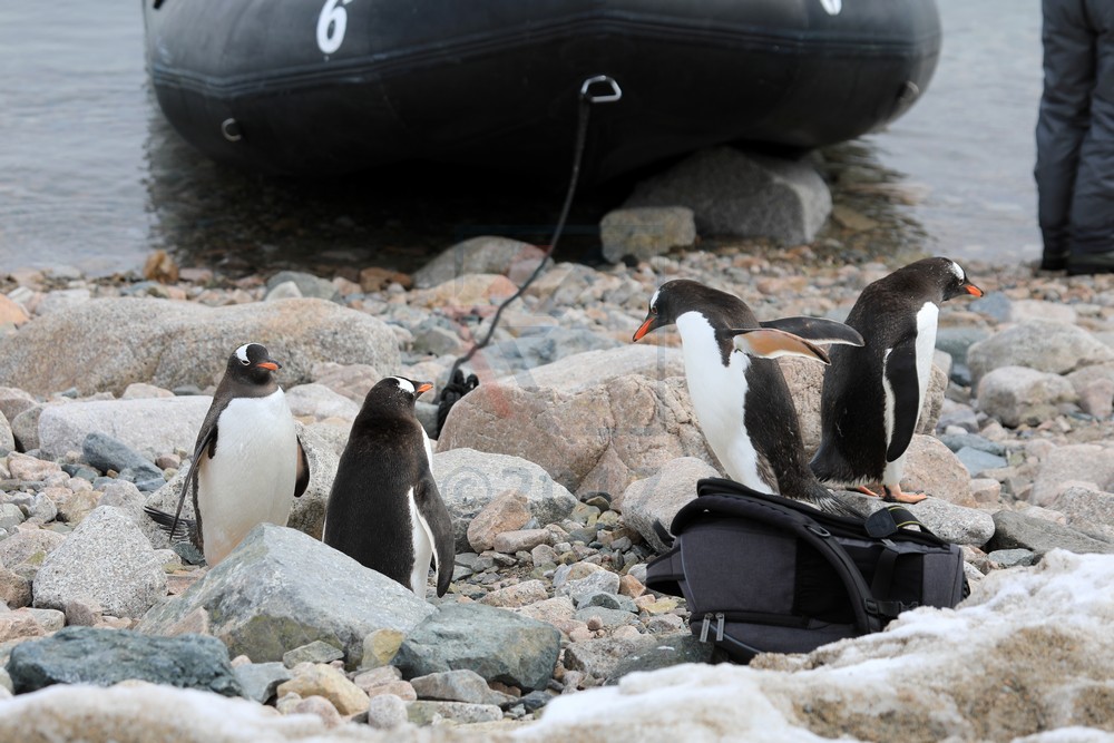 Eselspinguine vor Tasche und Zodiac in Neko Harbor, Antarktis