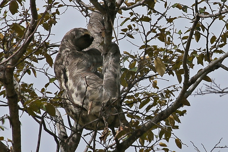 Faultier im Baum am MAica-See am 15.01.2015 Faultier im Baum am MAica-See am 15.01.2015