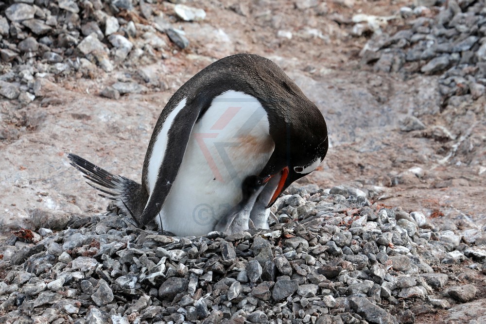 Fütterung junge Pinguine auf Cuverville Island, Antarktis Fütterung junge Pinguine auf Cuverville Island, Antarktis