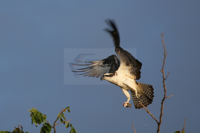 Greifvogel am Amazonas 04.01.2015 Greifvogel am Amazonas 04.01.2015