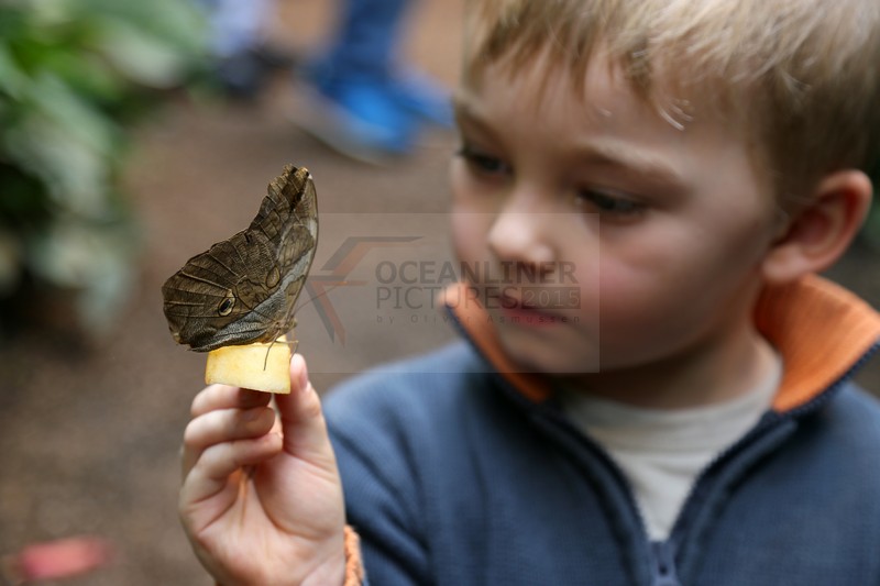 im Schmetterlingshaus Wien 30.03.2015 im Schmetterlingshaus Wien 30.03.2015