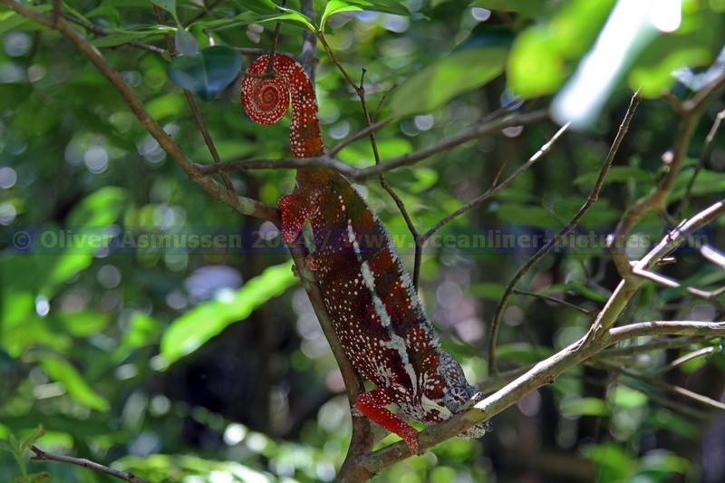 Toamasina, Madagaskar 04.02.2014, Kreuzfahrt mit der MS HAMBURG Toamasina, Madagaskar 04.02.2014, Kreuzfahrt mit der MS HAMBURG