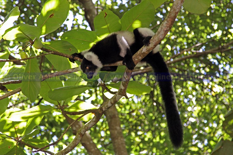 Toamasina, Madagaskar 04.02.2014, Kreuzfahrt mit der MS HAMBURG Toamasina, Madagaskar 04.02.2014, Kreuzfahrt mit der MS HAMBURG