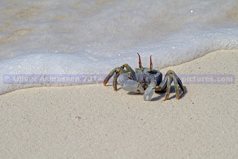 Kreuzfahrt MS Hamburg, Desroches, Seychellen 2014