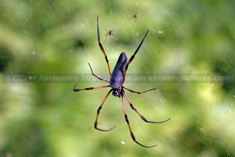Kreuzfahrt MS Hamburg, Desroches, Seychellen 2014