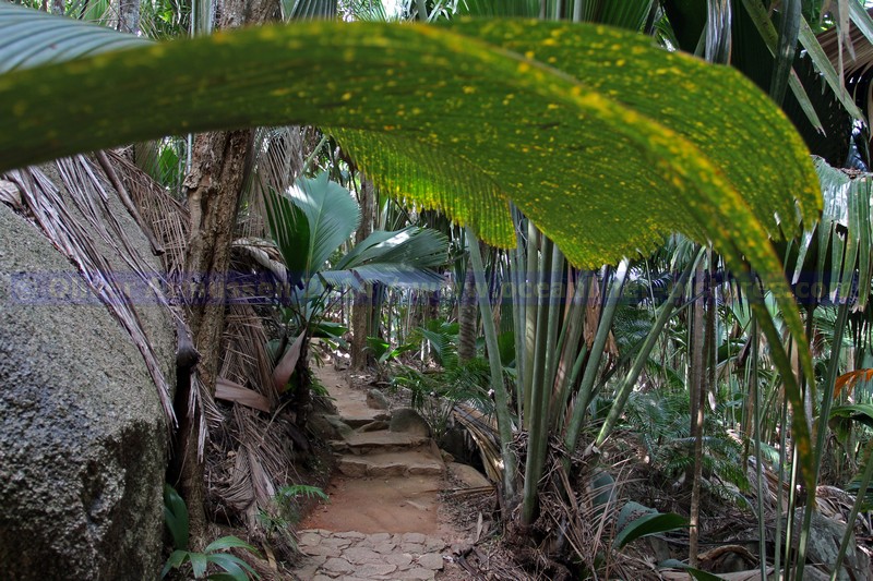 im Vallée de Mai im Vallée de Mai
