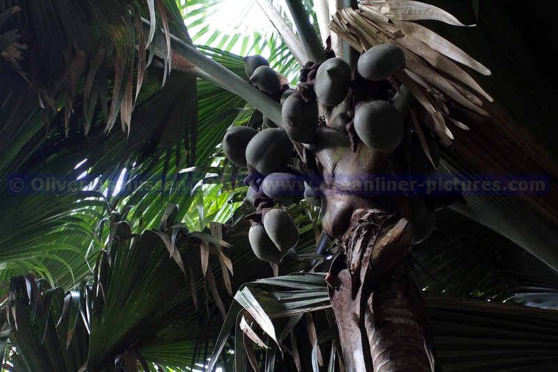 im Vallée de Mai im Vallée de Mai