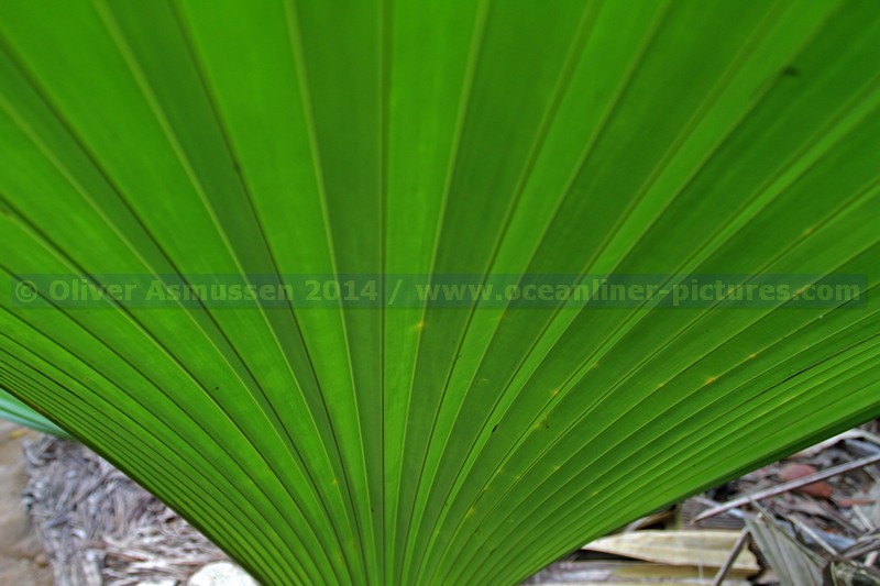 im Vallée de Mai im Vallée de Mai