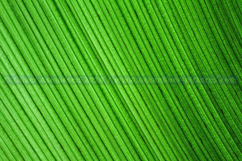 im Vallée de Mai im Vallée de Mai