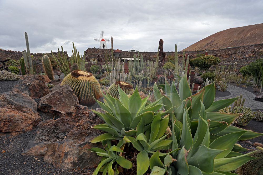 Jardin de Cactus mit Gofio-Mühle Lanzarote