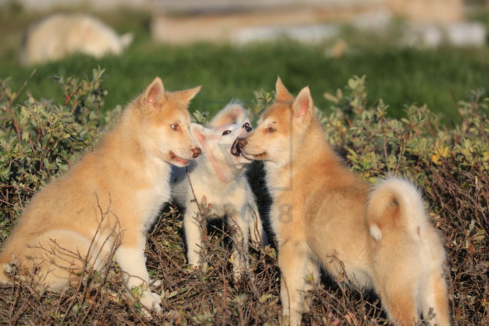 Junge Schlittenhunde in Ilulissat, Grönland Junge Schlittenhunde in Ilulissat, Grönland