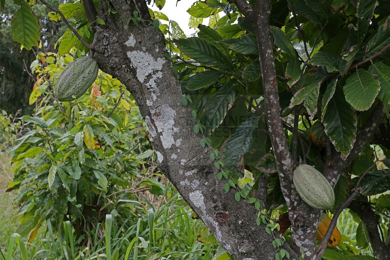 Kakaopflanze mit unreifen Fruechten Insel Tobago 24.01.2015