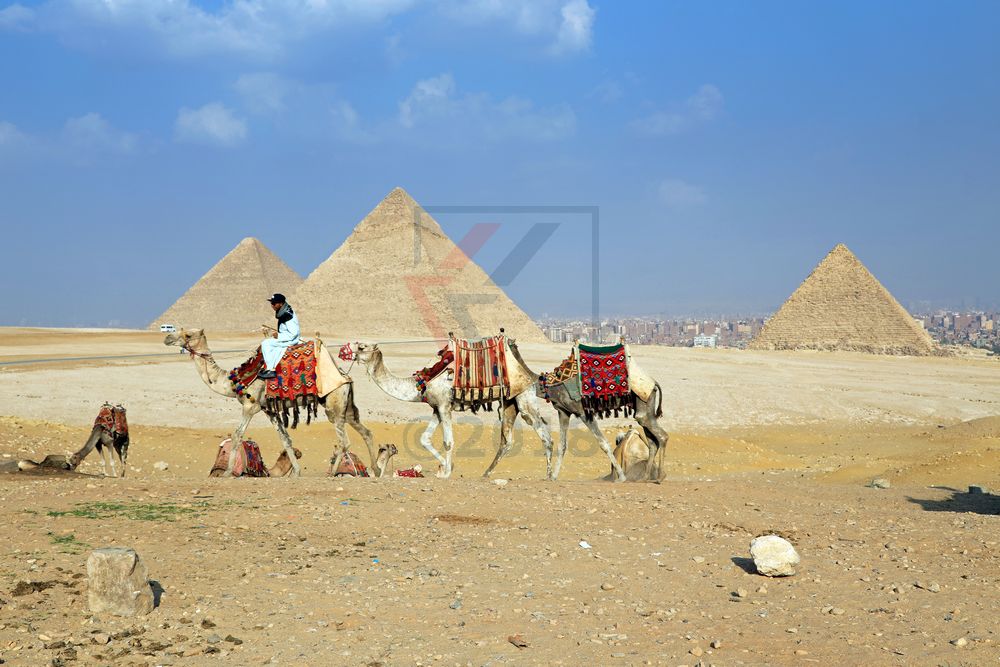 Kamele vor Gizeh Pyramiden, Ägypten