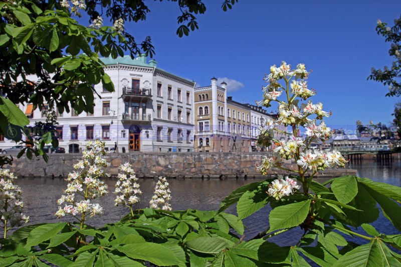 Kastanienbäume und Kanal in Göteborg
