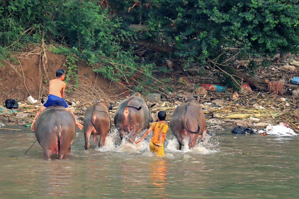 Kinder mit Wasserbüffeln bei Chau Doc, Vietnam