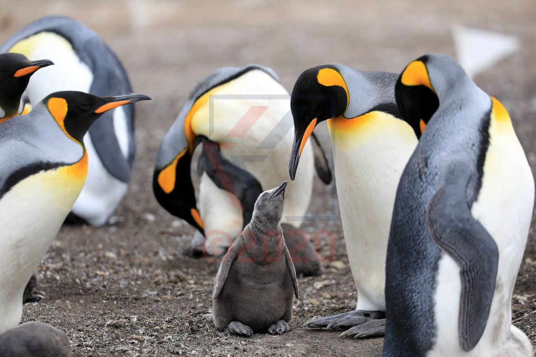 Königspinguine Bluff Cove Lagoon, Falkland Inseln