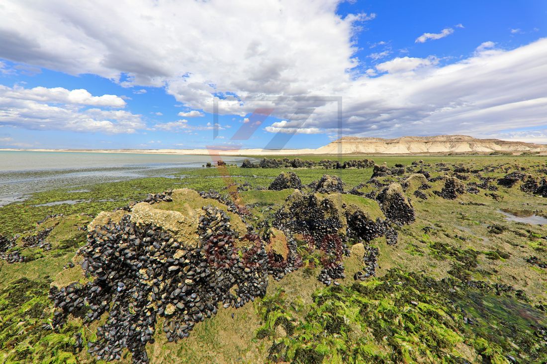 Küste bei Seelöwenkolonie Punta Loma, Puerto Madryn