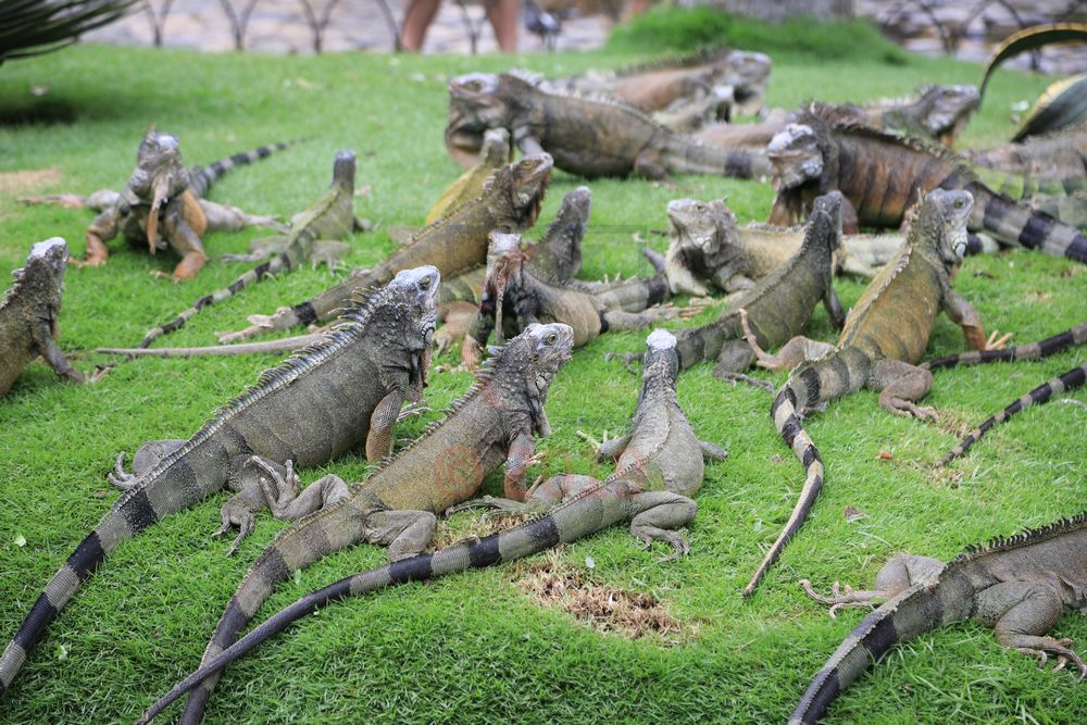 Leguane im Parque Seminario Guayaquil, Ecuador