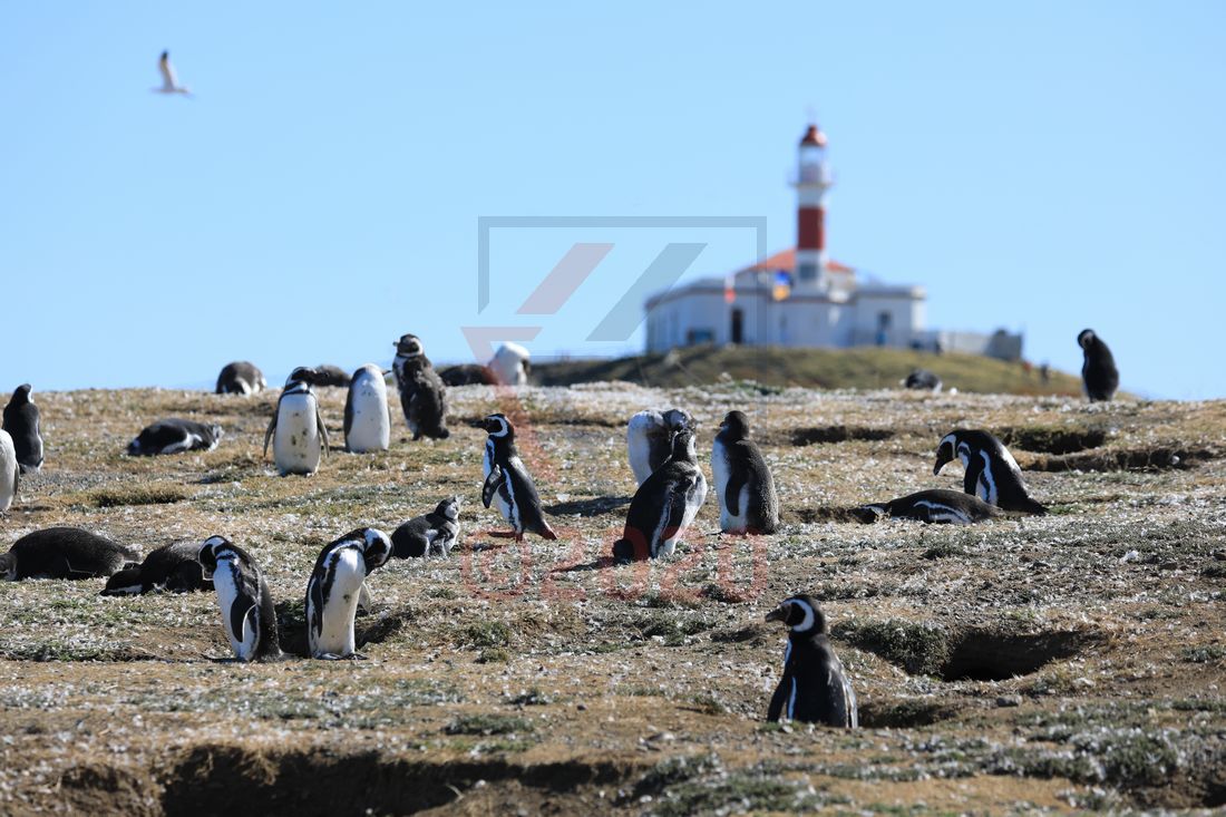 Leuchtturm und Magellan-Pinguine auf Isla Magdalena, Chile