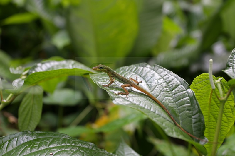 Lizard St. Vincent 25.01.2015