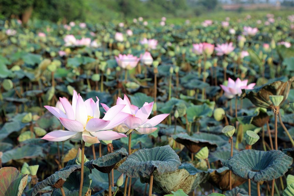Lotusfeld Kampong Tralach, Kambodscha Lotusfeld Kampong Tralach, Kambodscha