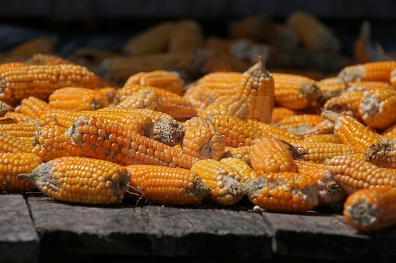 Mais Trocknung am Amazonas am 12.01.2015