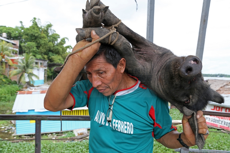 Mann und Schwein in Iquitos 08.01.2015 Mann und Schwein in Iquitos 08.01.2015
