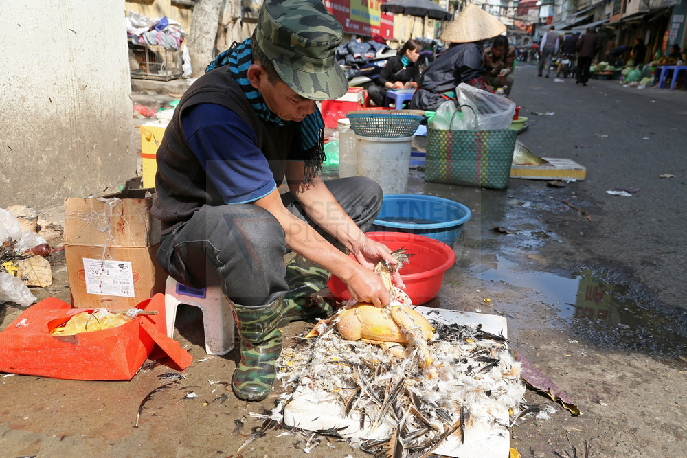 Marktverkäufer mit gerupftem Huhn in Hanoi 07.02.2016 Marktverkäufer mit gerupftem Huhn in Hanoi 07.02.2016
