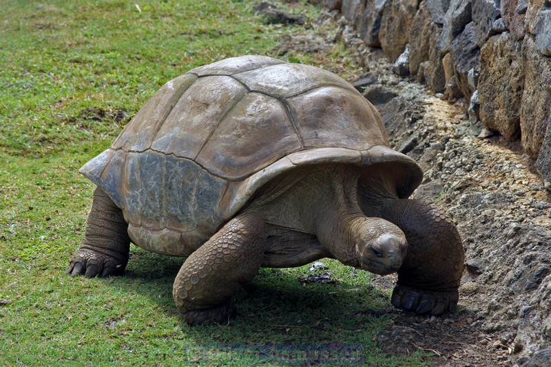 Riesenschildkröte Mauritius Riesenschildkröte Mauritius