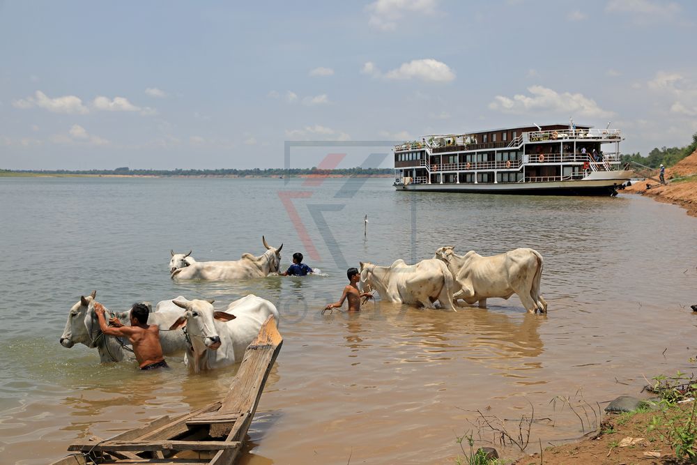 Mekong Flussufer Angkor Ban mit Lan Diep und Rindern, Kambodscha Mekong Flussufer Angkor Ban mit Lan Diep und Rindern, Kambodscha