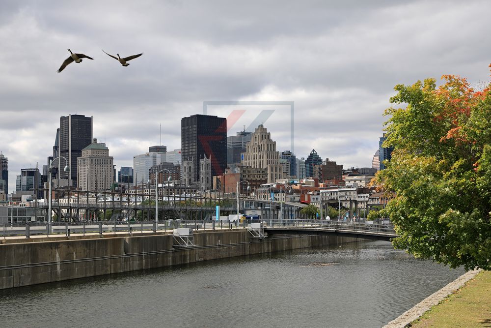 Montreal Skyline mit Gänsen Montreal Skyline mit Gänsen
